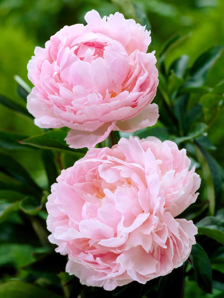 Trending Levish Petals